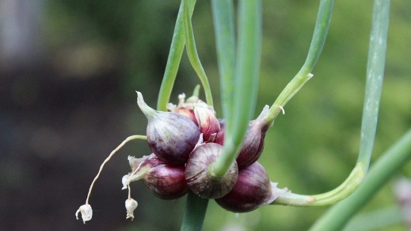 Что такое многоярусный лук и как его выращивают?