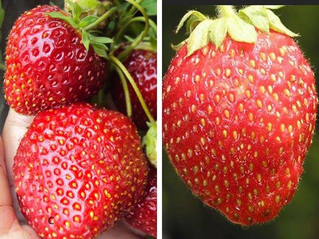 Чудо-ягода: садовая земляника машенька