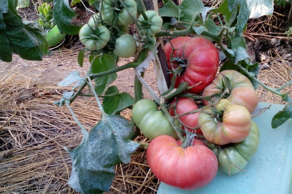 Характеристика и описание сорта томата Малиновый гигант, его урожайность