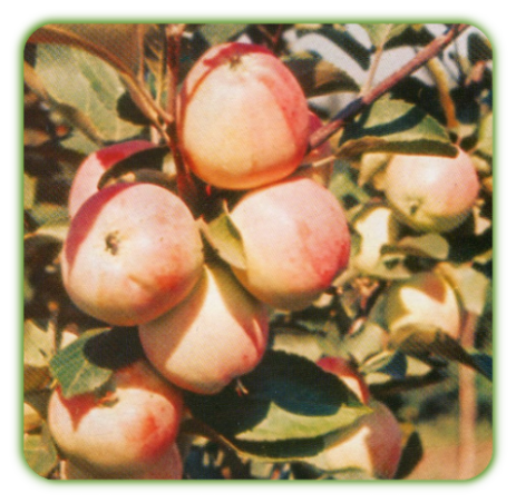 Феникс алтайский - биологически ценный сорт яблок