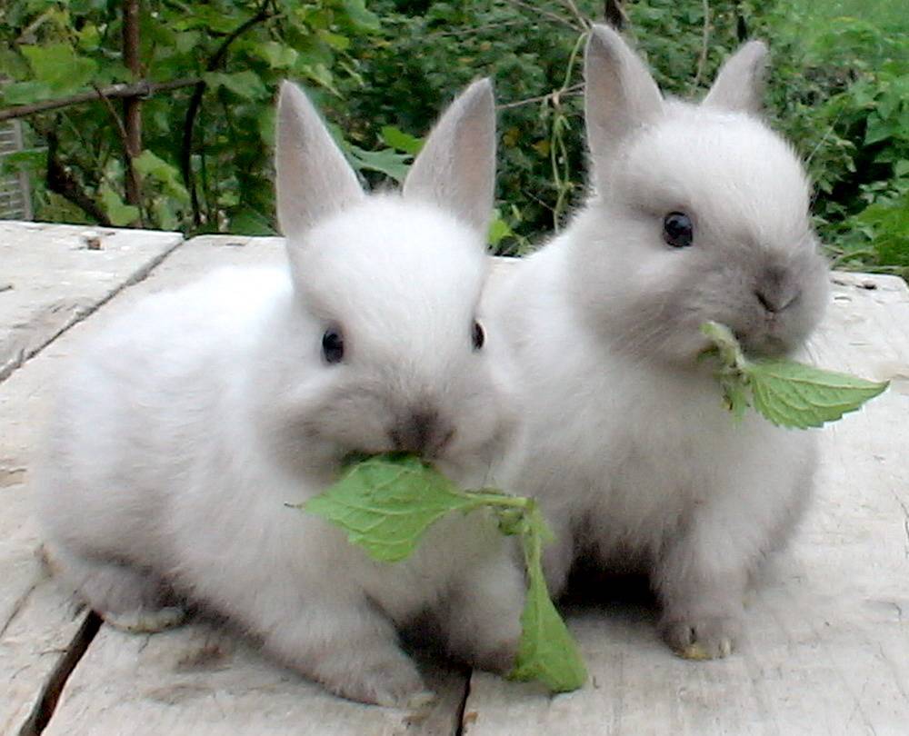 Чем и сколько раз можно кормить декоративного кролика в домашних условиях