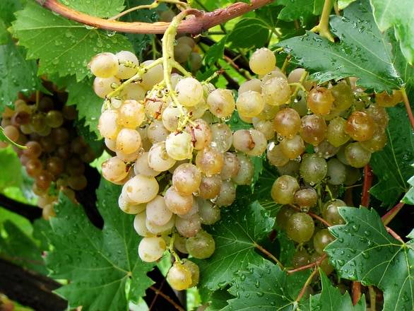 Подробная схема обработки винограда от болезней и вредителей — график, календарь работ, основные этапы