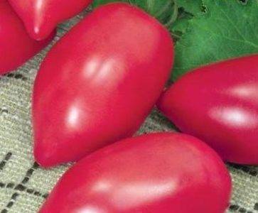 Сочный, сладкий томат «медовый спас» с насыщенным вкусом и ярким цветом — солнечное украшение вашей грядки