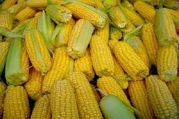 Лучшие сорта фуражной кормовой кукурузы, как отличить от пищевой