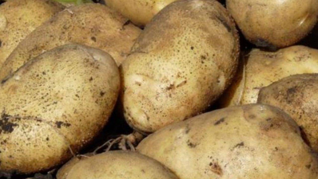 Сорт картофеля «рябинушка» – описание и фото