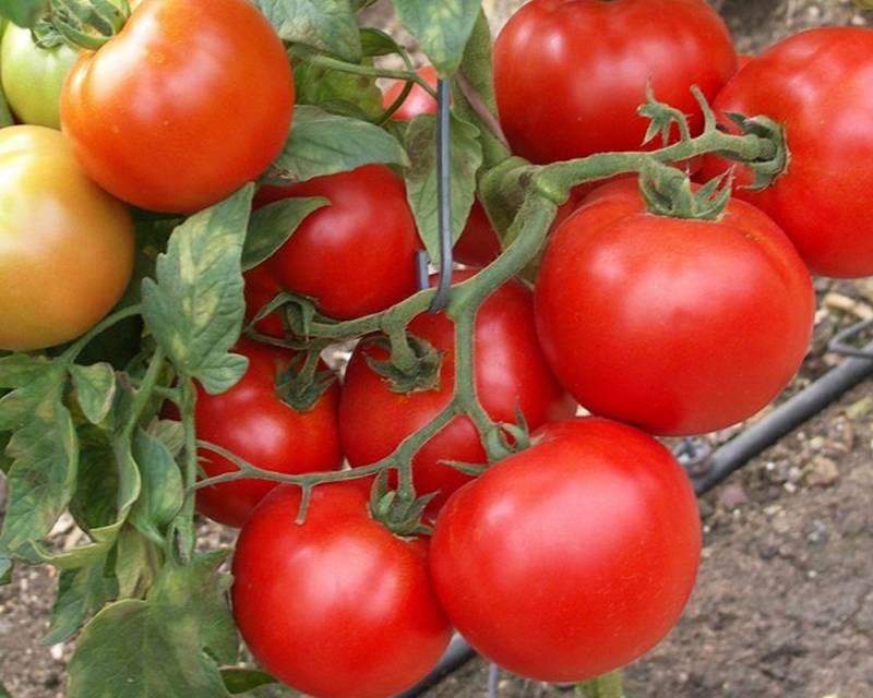 Характеристика и описание сорта томата Санрайз, его урожайность