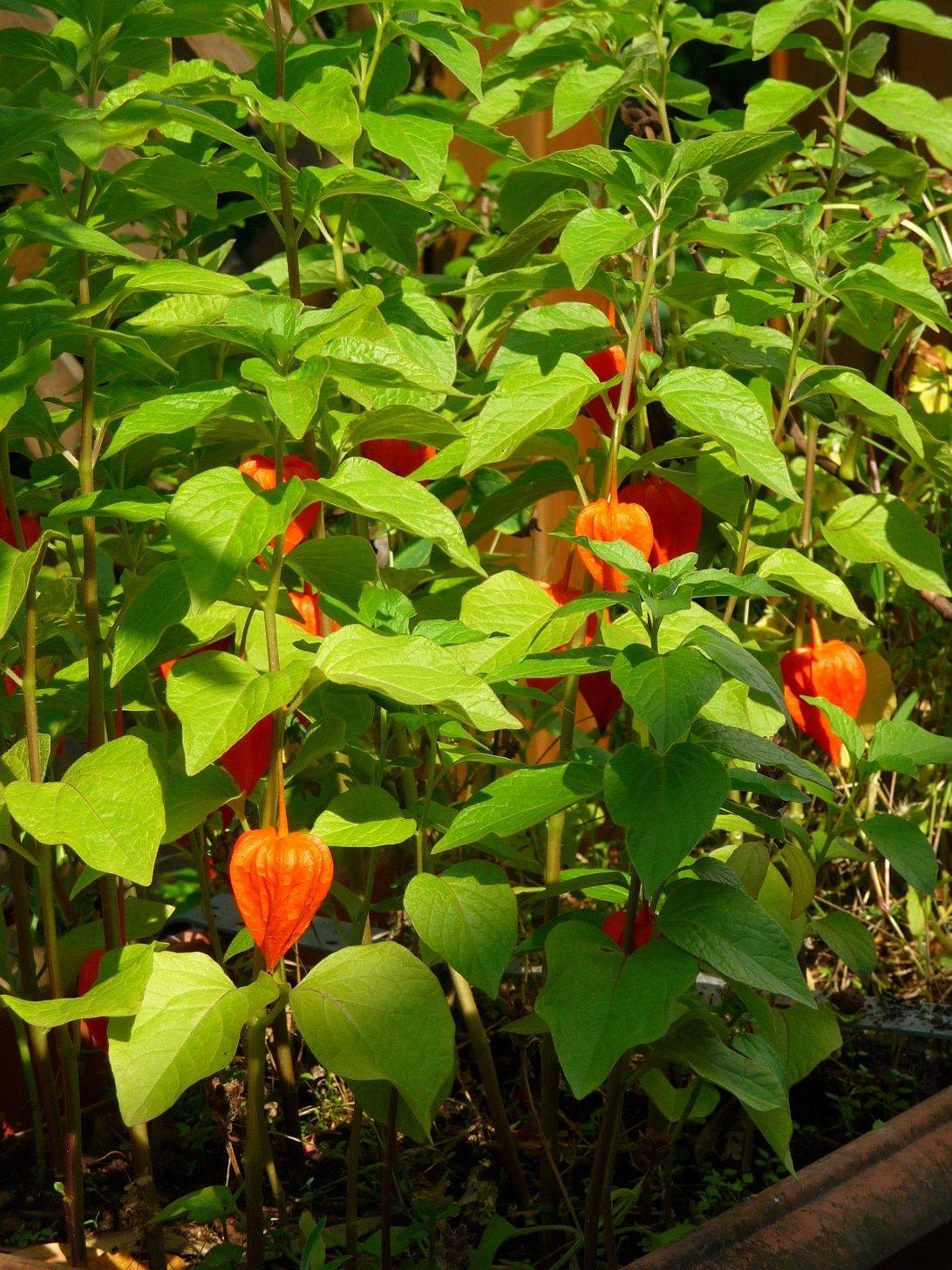 Физалис ягодный: выращивание и уход за культурой