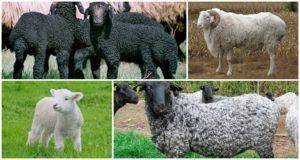 Породы овец: какие бывают и описания видов, какие выбрать