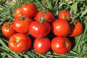 Характеристика и описание сорта томата Диаболик, его урожайность