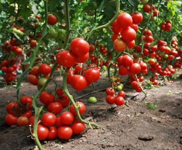 Характеристика и описание сорта томата сладкое чудо, его урожайность