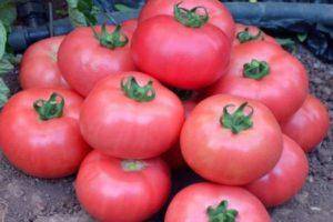 Описание сорта томата зеро, его характеристика и урожайность