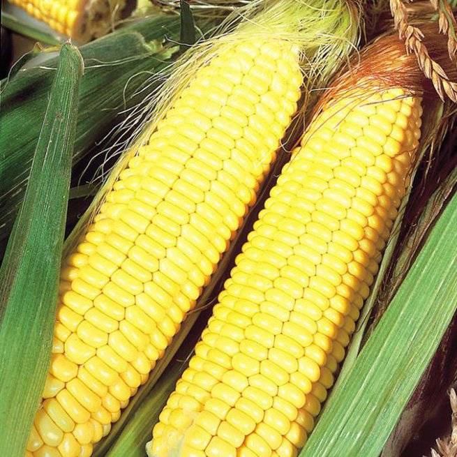 Технология возделывания кукурузы – как получить большой урожай початков и много силоса