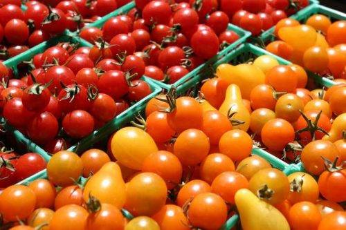 Характеристика и описание сорта помидоров дамские пальчики, его урожайность