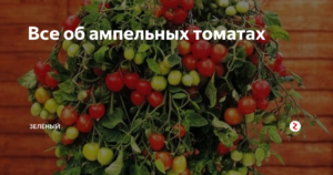 Ампельные помидоры: сорта томатов, выращивание с фото