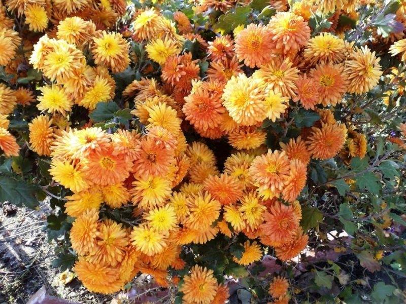 Многолетние садовые хризантемы: сорта, виды и фото