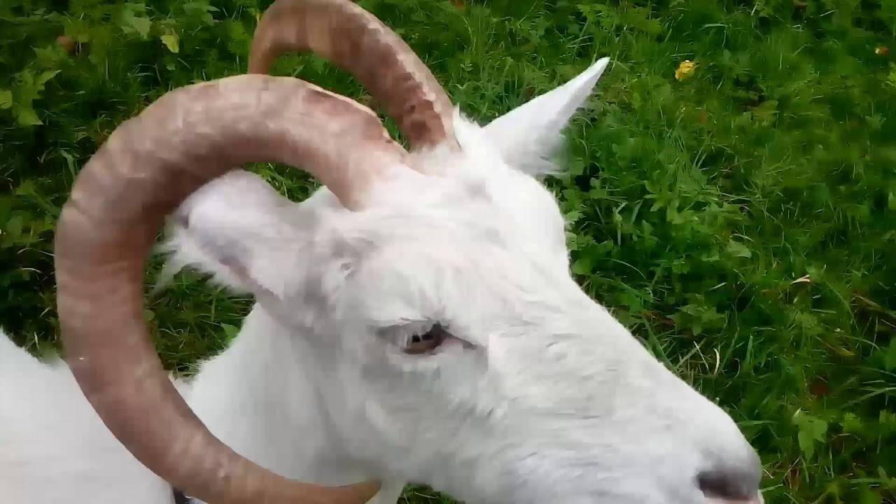 Как по рогам и зубам определить возраст козы