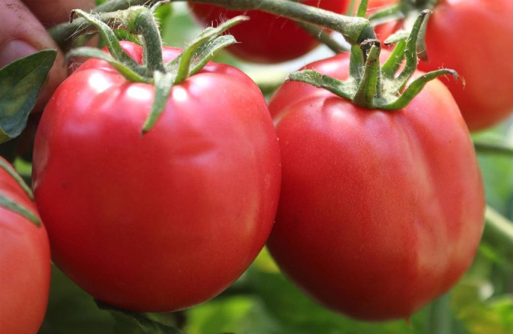 Описание томата великосветский: урожайность, отзывы и условия выращивания