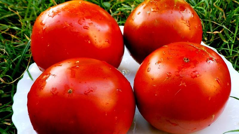 Сорт томат «вождь краснокожих»: описание и характеристика