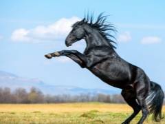 Кабардинская порода лошадей: история, характеристика, описание экстерьера