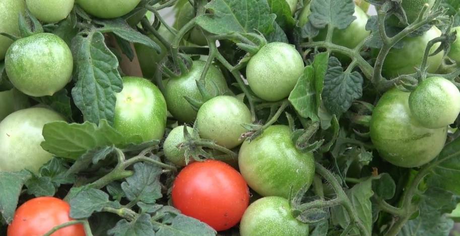 Опрыскивание борной кислотой помидоров в теплице