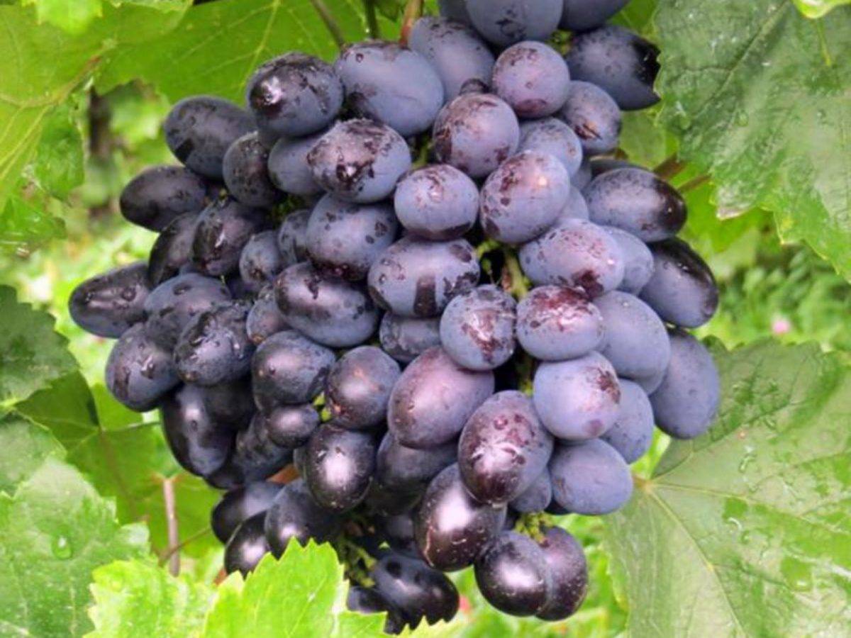 Осыпание завязи у винограда