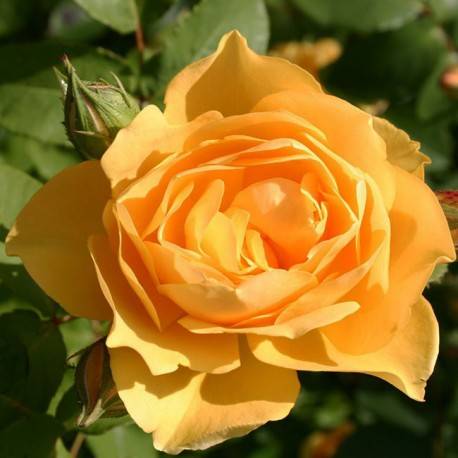 Плетистые розы: посадка, уход, выращивание и размножение