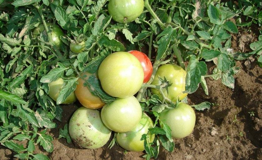 Характеристика томата детская сладость и правила выращивания сорта в открытом грунте