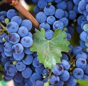 Опрыскивание винограда от болезней и вредителей: сроки, схема, график, препараты