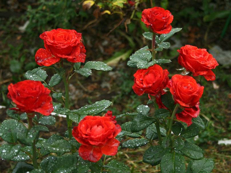Описание чайно гибридной розы сорта Бренди Черри, посадка, уход и размножение