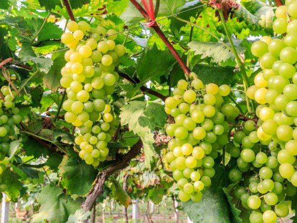 Разновидность винограда кишмиш аттика — посадка и уход