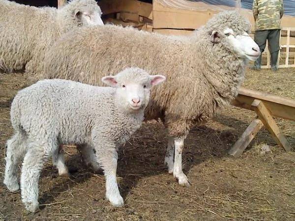 Ценные тонкорунные породы овец