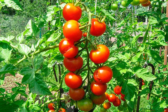 Описание сорта томата знатный толстяк f1