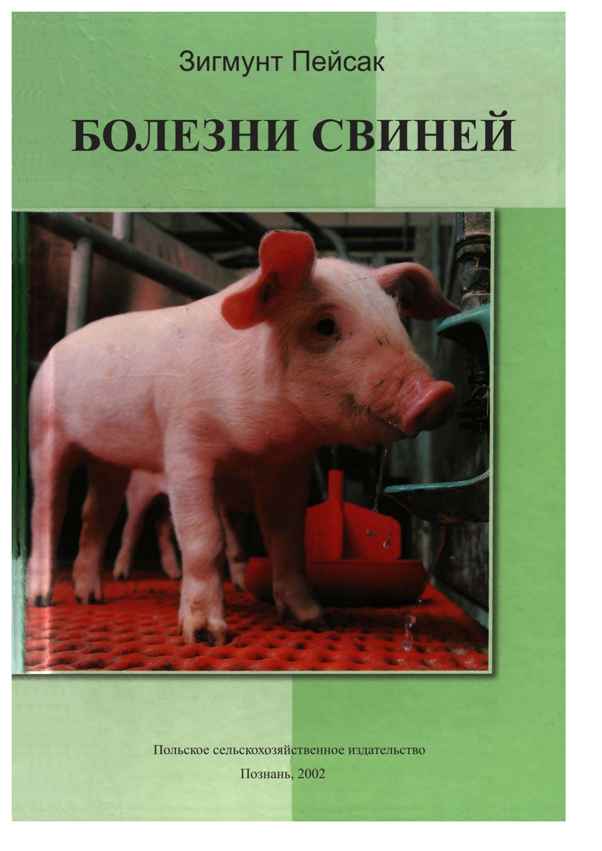 Болезни свиней: симптомы и лечение, признаки