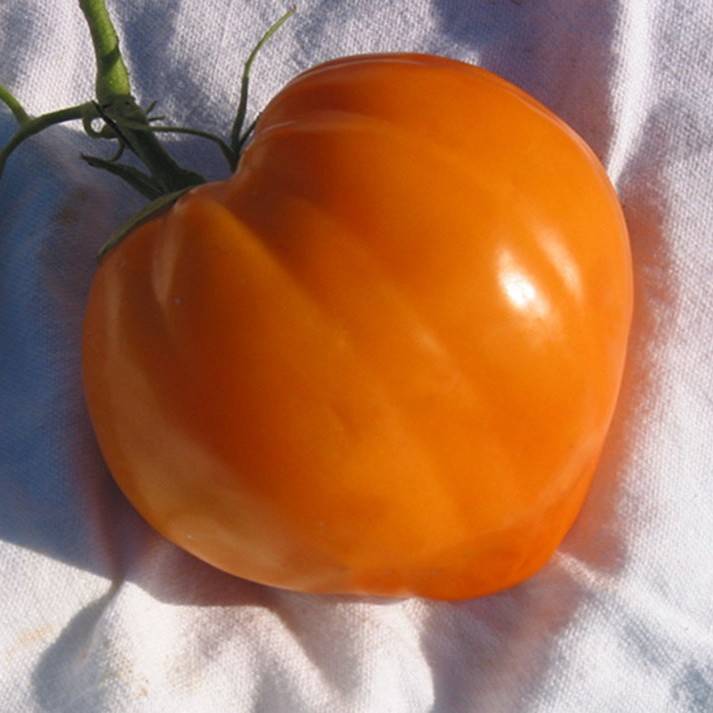 «золотые купола»  — сорт помидор с крупными плодами