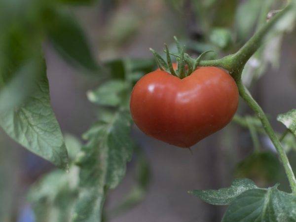 Томат тарасенко юбилейный – 11 особенностей и советы по выращиванию