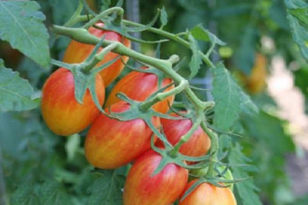 Описание сорта томата Большой полосатый кабан, его характеристика и урожайность