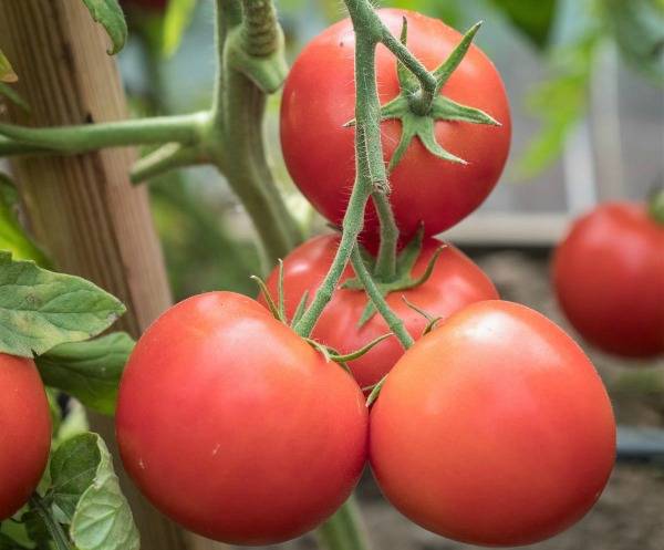 Характеристика и описание сорта томата ураган, его урожайность