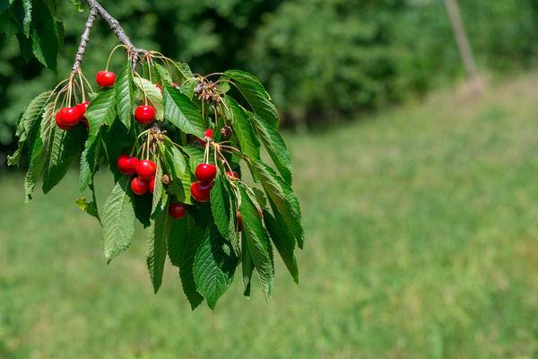 Почему не плодоносит черешня — основные причины и советы что делать если не цветет дерево черешни (80 фото и видео)