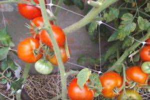 Томат петруша огородник - выращивание, описание и отзывы