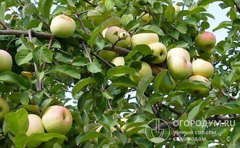 Характеристики и описание яблони сорта Болотовское, посадка, выращивание и уход