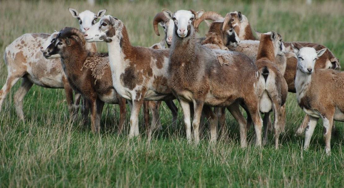 Романовская порода овец: разведение и характеристика