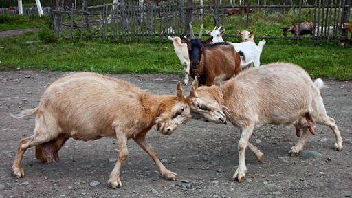 Как отучить козу бодаться и почему она это делает, обезвреживание рогов