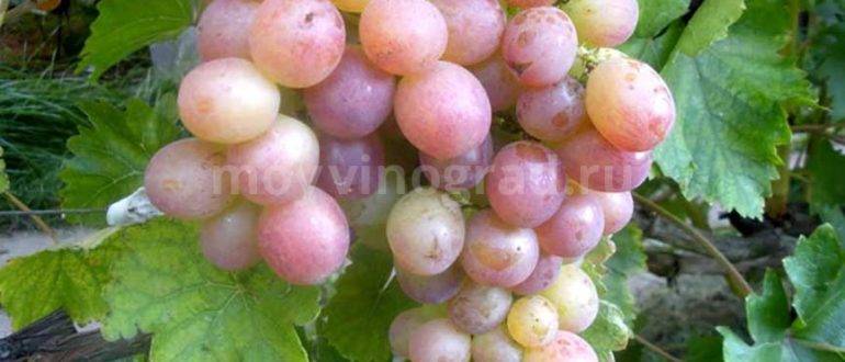 Обзор раннеспелого сорта винограда кодрянка