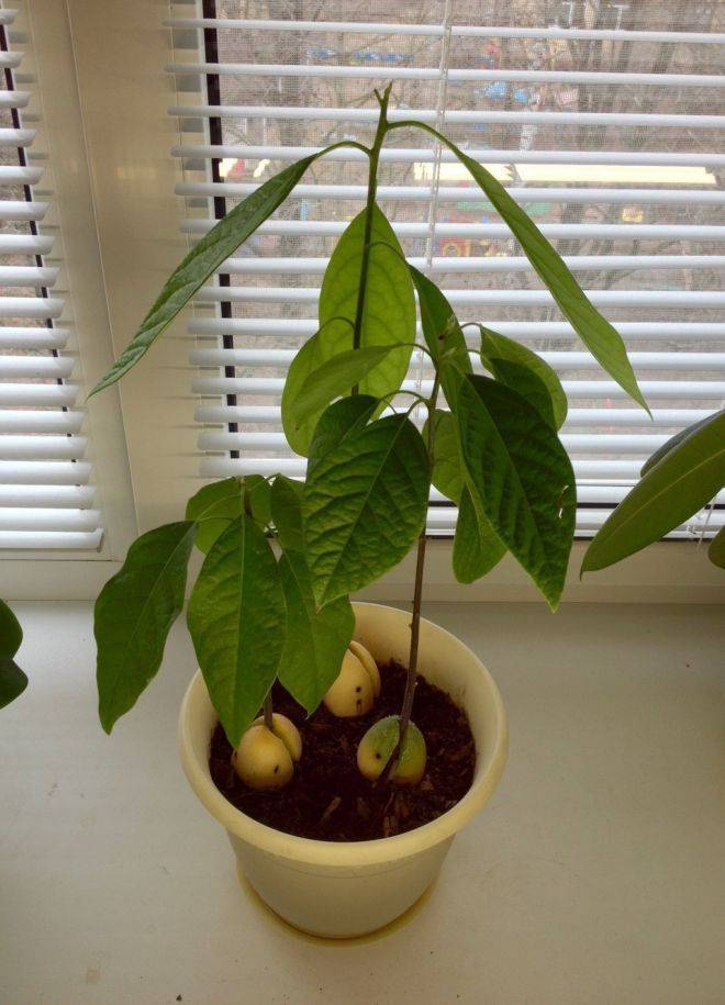 Как вырастить авокадо в домашних условиях (9 рекомендаций)