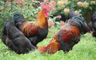 Маран курица. описание, особенности, уход и цена кур породы маран