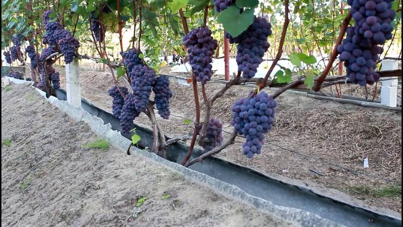 Сорта винограда для выращивания в квартире и уход в домашних условиях