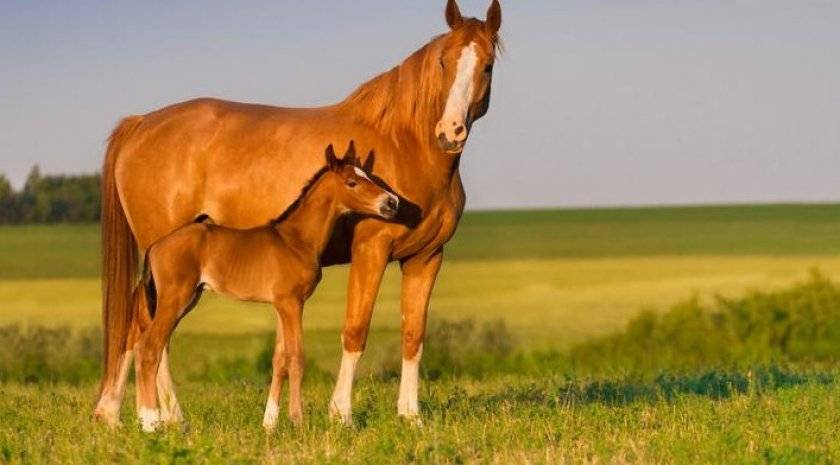 Беременность лошади