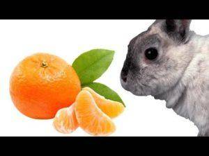 Можно ли и как правильно давать кроликам мандарины, противопоказания и вред