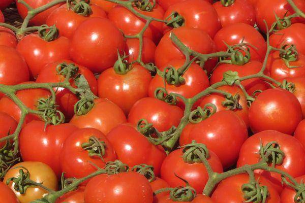 Ультраранний томат агилис: подробное описание, агротехника, отзывы огородников
