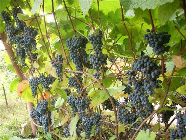 Описание и тонкости выращивания винограда сорта Триумф